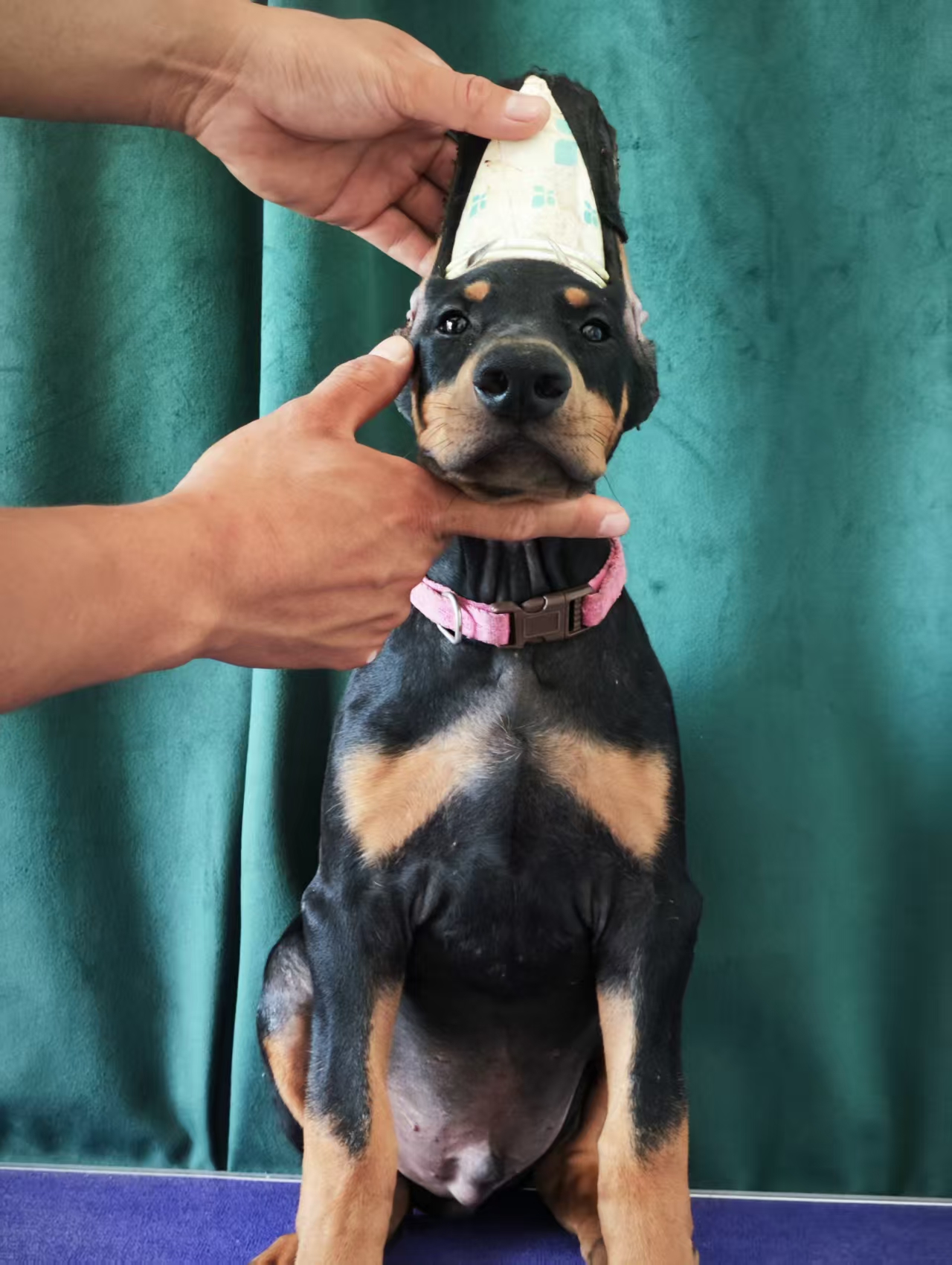 杜宾犬 妈妈是Cku全国比赛冠军🏆